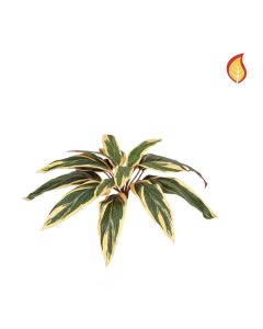 Plants Base Caladium Bush 37cm FR