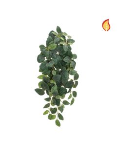 Fittonia Bush 70cm FR