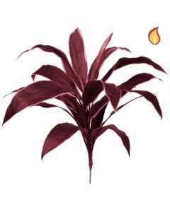 Plants Base Cordyline Burg 62cm FR