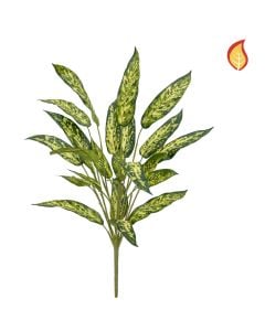 Plants Aglaonema 65cm FR