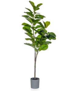 Fiddle Tree In Grey Pot 150cm