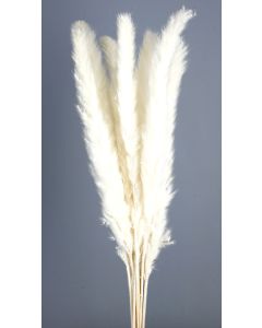 Pluma Decorativa White x 20 Stems