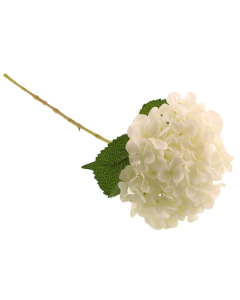 65cm Mophead Hydrangea White