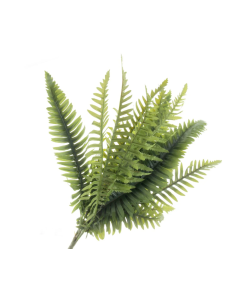 Fern Bush Green 60cm