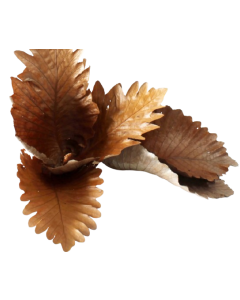 Caban Leaves Natural x 5pcs App 25 - 35cm