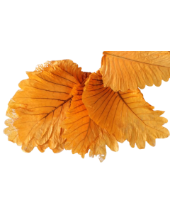 Caban Leaves Orange x 5ps App 25 - 35cm