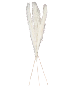 Pampas Grass Bleached x 3 Stems