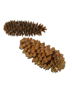 Sugar Pine Cone Approximately 20 - 30cm