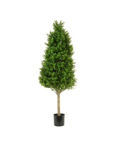 Boxwood Tower Tree 90cm