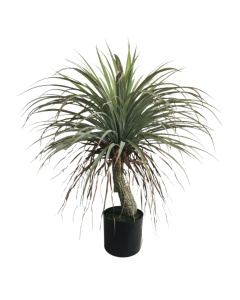 Artificial Yucca Tree Green 80cm