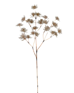 Frosted Withered Alliums White/Brown 96cm
