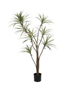 Wild Yucca Tree In Pot