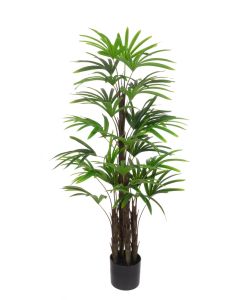 Rhapis Excelsa Tree 120cm