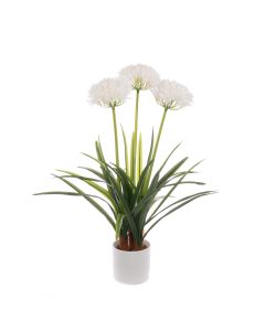 Agapanthus In Pot 80cm White