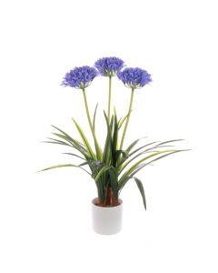 Agapanthus In Pot 80cm Purple/Blue