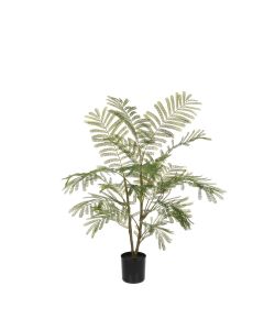 Acacia Plant In Pot 97cm