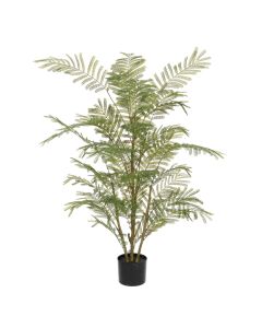 Acacia Plant In Pot 135cm