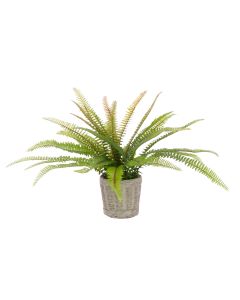 Fern In Ceramic Basket Pot 30cm