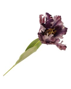 69cm Parrot Tulip Single Purple