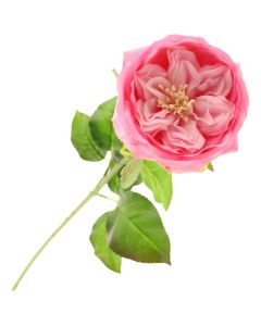 60cm Provence Rose Single Pink