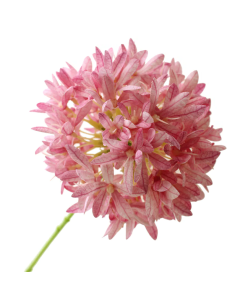 79cm Agapanthus Pink - Recycled
