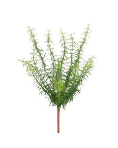 Rosemary Bush 38cm