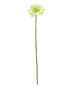 Single Gerbera 72cm Green