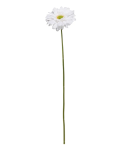 Single Gerbera 72cm White