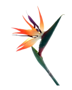 Bird Of Paradise (Strelitzia) 85cm