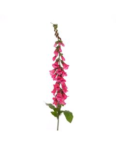 Foxglove Stem 92cm Beauty