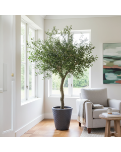 Olive Tree 230cm FR