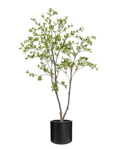 Bucida Tree 150cm In Black Stockholm Pot