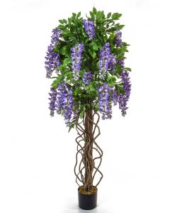 Flowering Wisteria Tree Purple 160cm