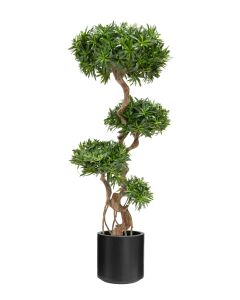 Podocarpus 160cm In Black Stockholm Pot
