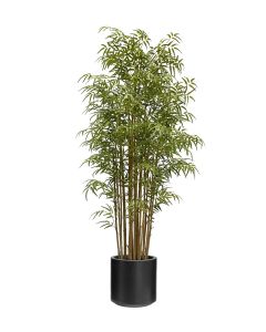 Japanese Bamboo 190cm In Black Stockholm Pot