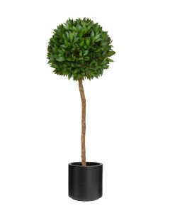Bay Laurel 180cm In Black Stockholm Pot