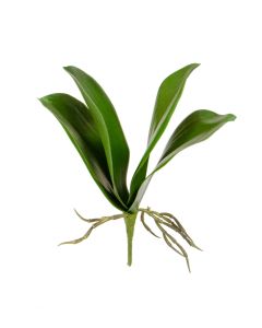 Phalaenopsis Leaf Plant 27cm