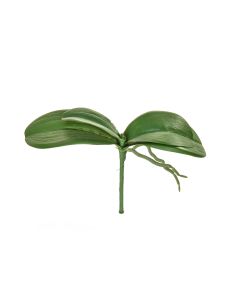 Phalaenopsis Leaf Plant 24cm