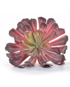 Succulent Plant Red 17 x 19cm