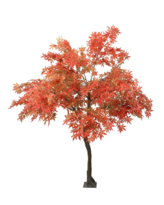 Japanese Maple Tree Red 2.8mtr