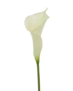 Fresh Touch Calla Lily 60cm