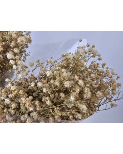Preserved Gypsophila - Natural