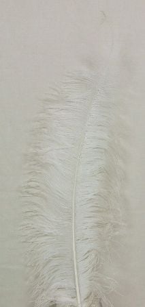Ostrich Feathers White X 5-0