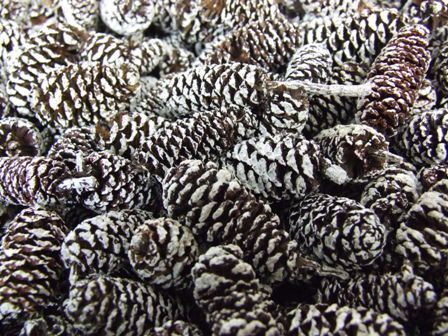 Birch Pine Cone Frosted x 1/2 Kg-0