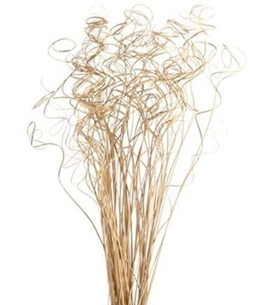Palm Curly Ting Ting Natural x 100 Stems-0