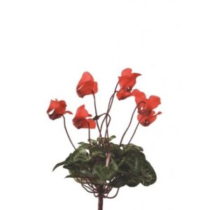 Mini Cyclamen Bush 25cm Red-0