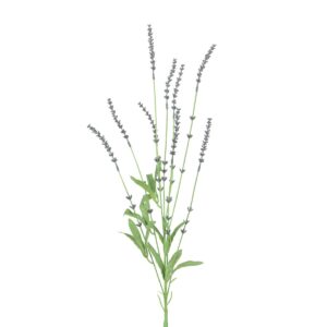 English Lavender Spray 85cm-0