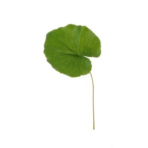 Galax Leaf 35cm Green (Best Quality)-0