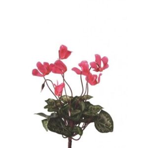 Mini Cyclamen Bush 25cm Deep Pink-0