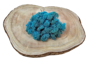 Reindeer Moss (Icelandic Moss) Aquamarine